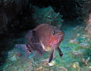 Belted Sandfish by Carol Cox 